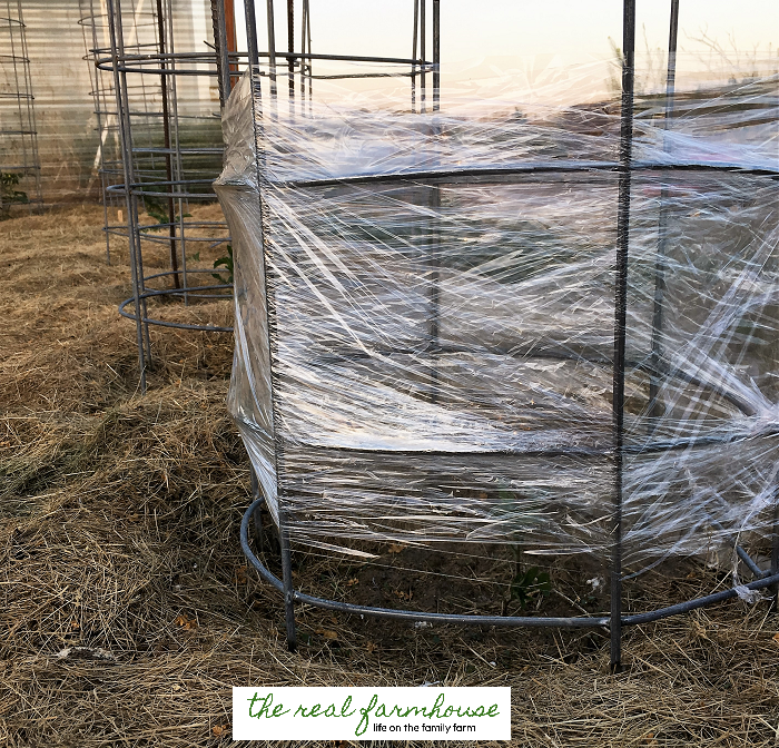 How to guarantee you'll have the first ripe tomatoes on the block! clear plastic food wrap for your tomato plant's own personal greenhouse. 