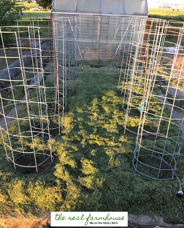 DIY BEEFY tomato cage for only $6, video tutorial, and it will last FOREVER