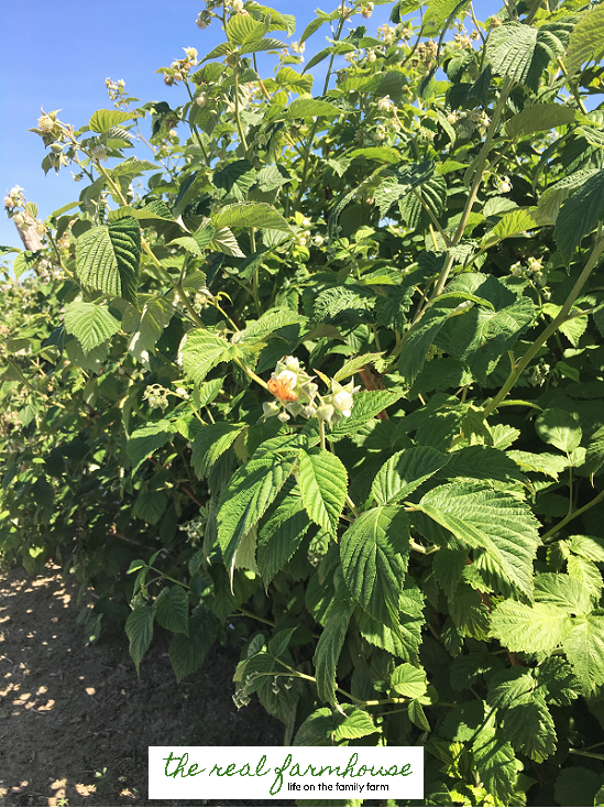How we spent $8 and ended up with a raspberry patch that produces over $400 each year