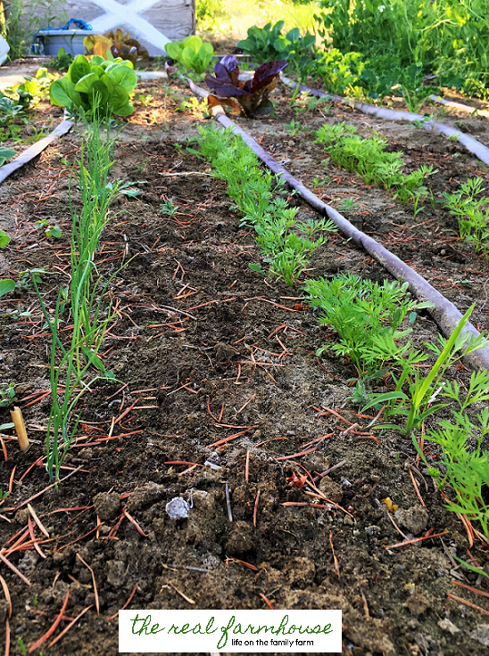 How long does it REALLY take to maintain a large garden? This one is 3000 square feet.