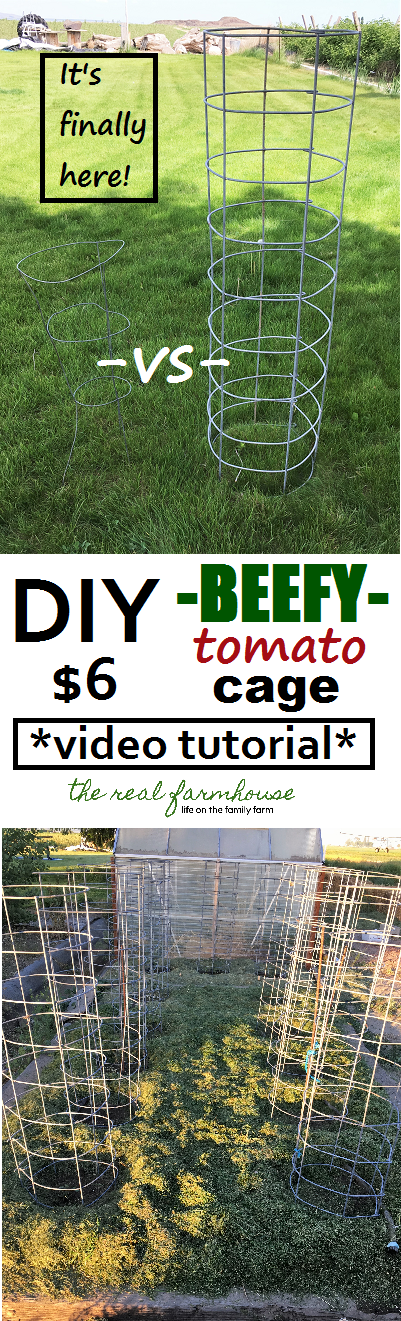 DIY BEEFY tomato cage for only $6, video tutorial, and it will last FOREVER