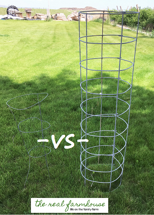 DIY BEEFY tomato cage for only $6 video tutorial, and it will last FOREVER