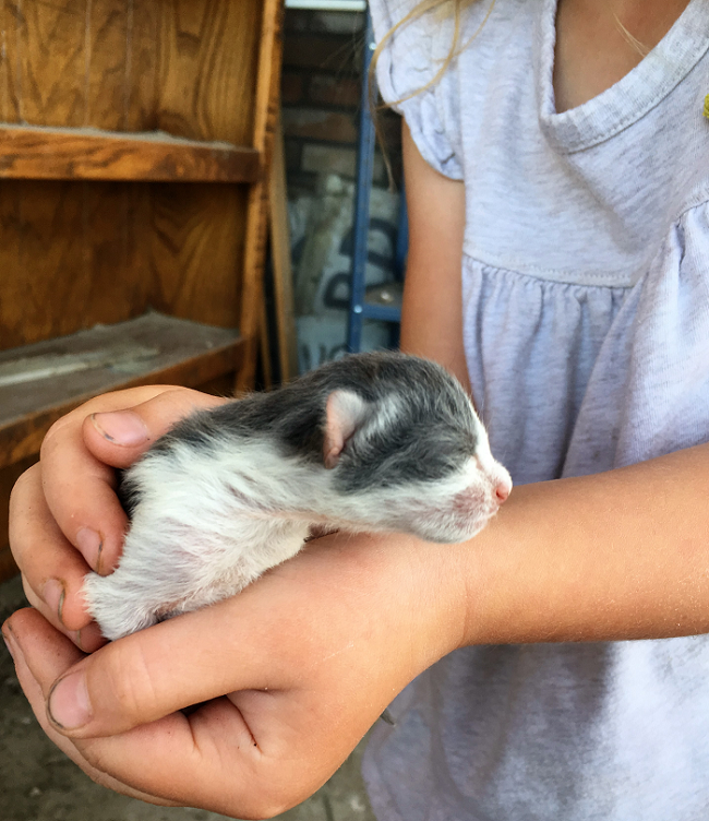 Welcome to The Real Farmhouse, where it's not always pretty, in fact most of the time it's covered in mud or oil, but it is real! Real gardening, real homeschooling, and real farm life. Have a look around!