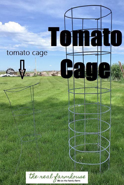 the difference between standard store bought tomato cages and huge sturdy homemade ones. 