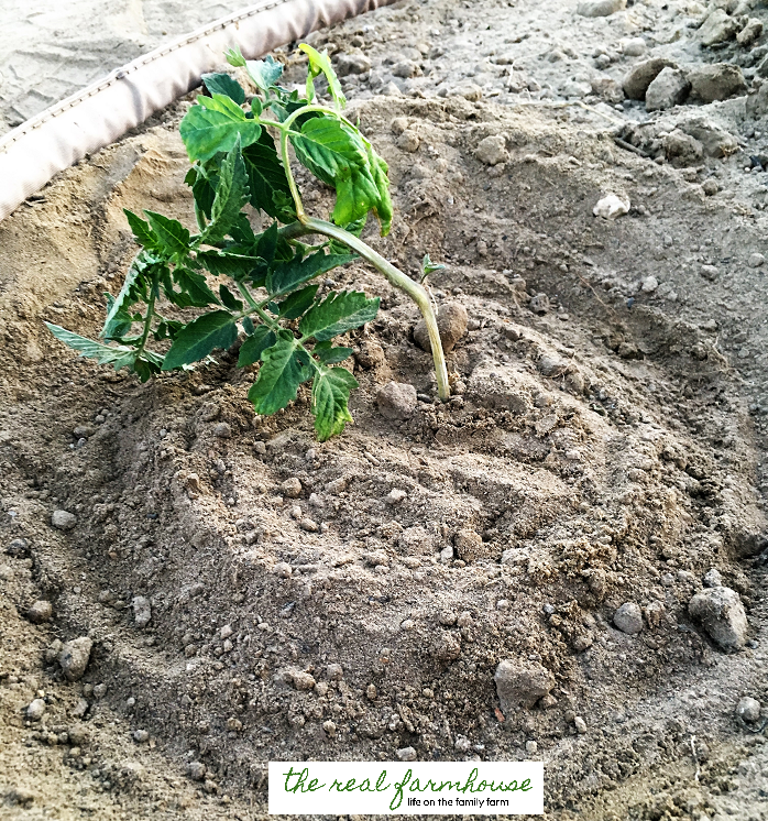 How to guarantee you'll have the first ripe tomatoes on the block! Plant them deep and cover the bottom half with dirt.