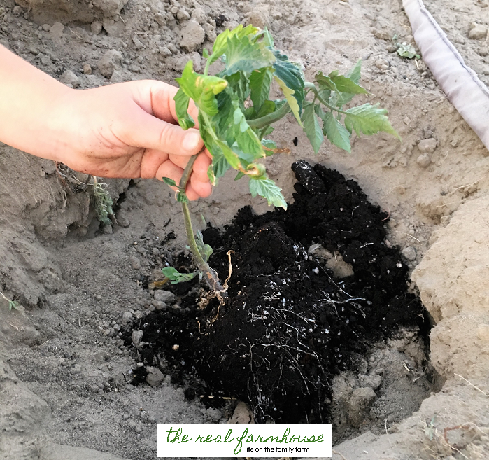 How to guarantee you'll have the first ripe tomatoes on the block! Plant them deep and cover the bottom half with dirt.