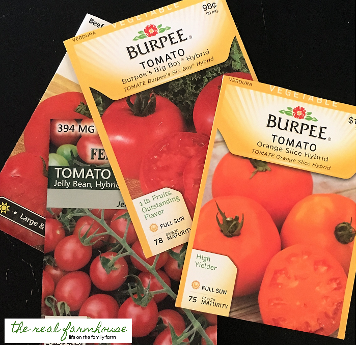 How to guarantee you'll have the first ripe tomatoes on the block! 