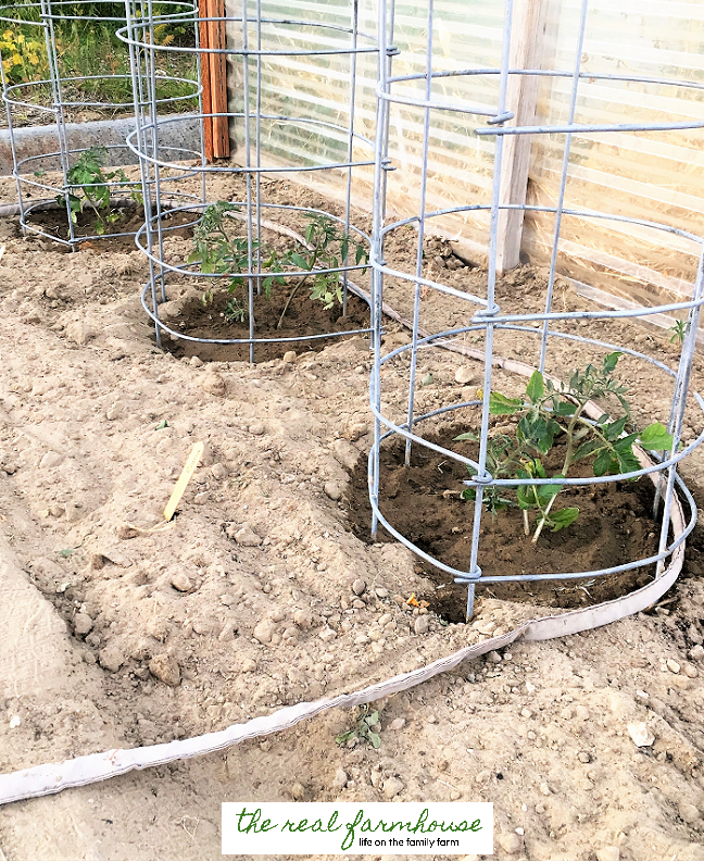 why havent i heard of these things? cages, watering, and different kinds of tomatoes.