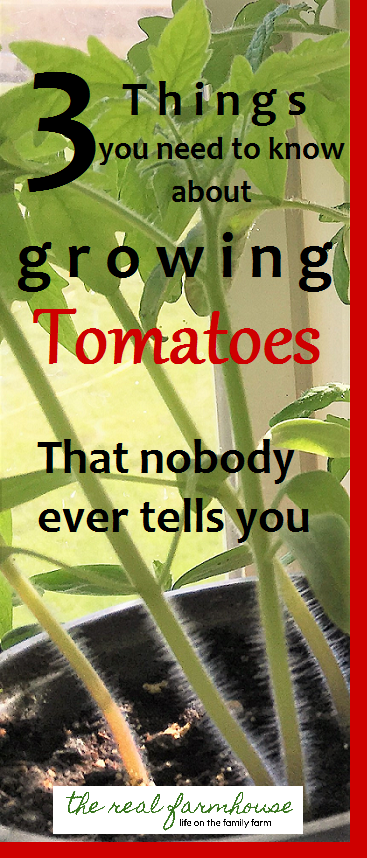 3 things you need to know about growing tomatoes that nobody ever tells you