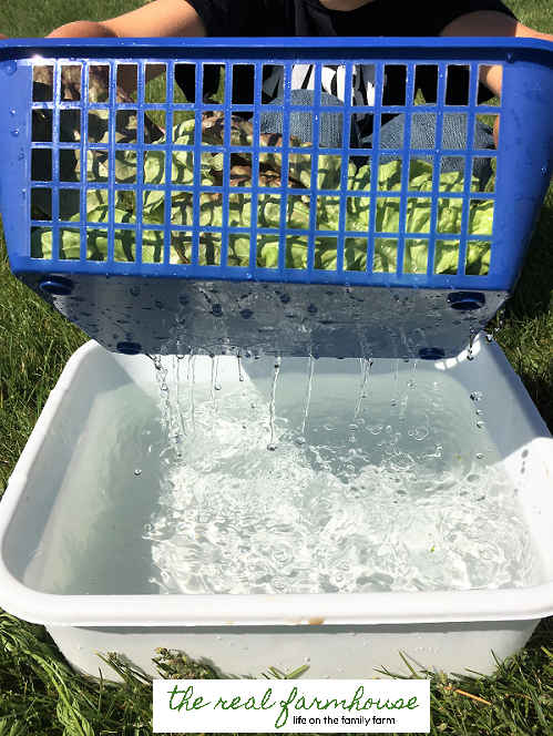 simply the easiest and fastest way to harvest and wash your garden greens