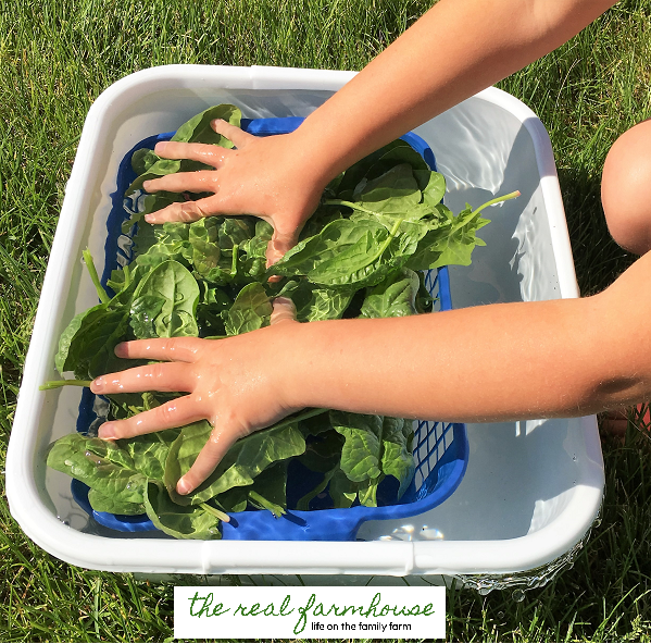 simply the easiest and fastest way to harvest and wash your garden greens