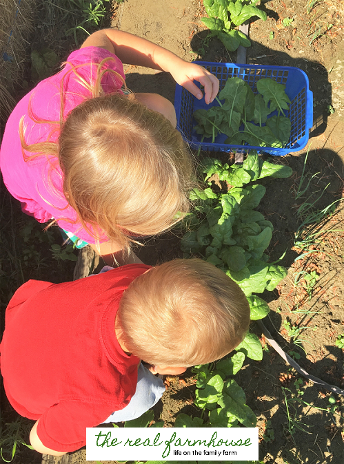 simply the easiest and fastest way to harvest and wash your garden greens