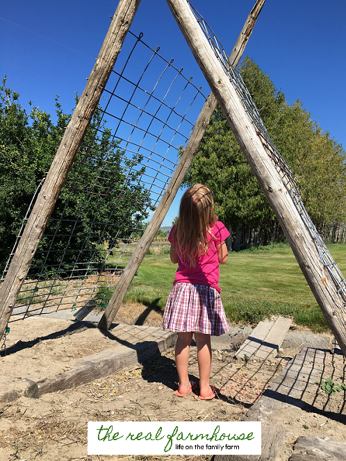 DIY cucumber trellis for FREE. complete tutorial with pictures. Awesome DIY