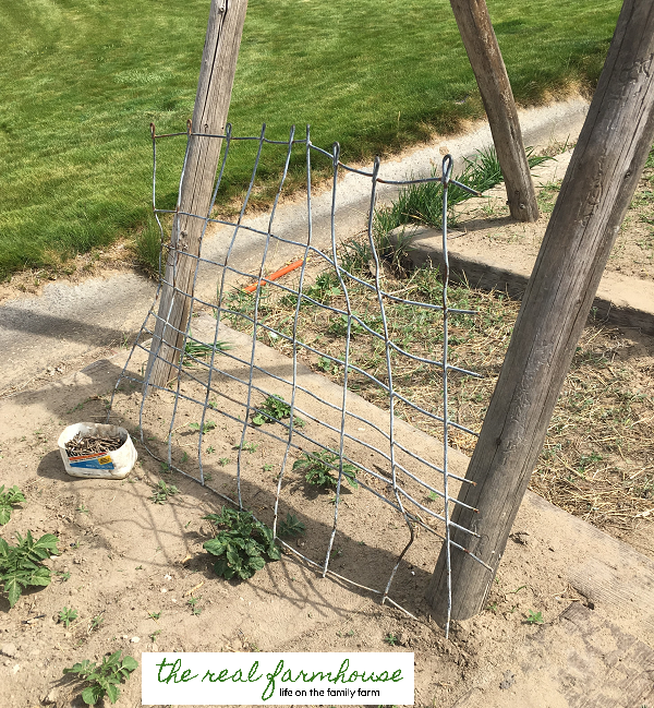 DIY cucumber trellis for FREE. complete tutorial with picture. Awesome DIY