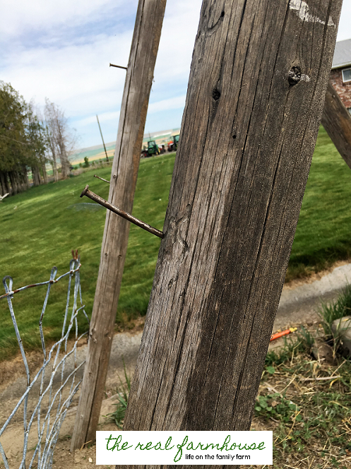 DIY cucumber trellis for FREE. complete tutorial with picture. Awesome DIY