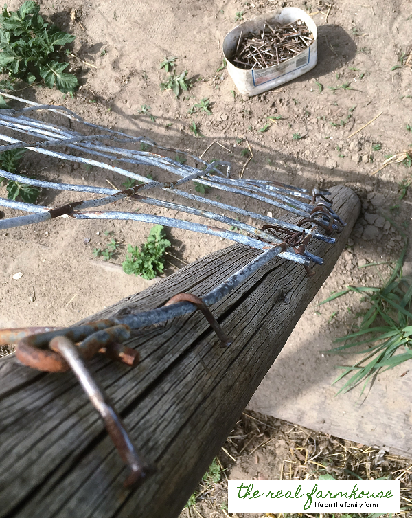 DIY cucumber trellis for FREE. complete tutorial with picture. Awesome DIY