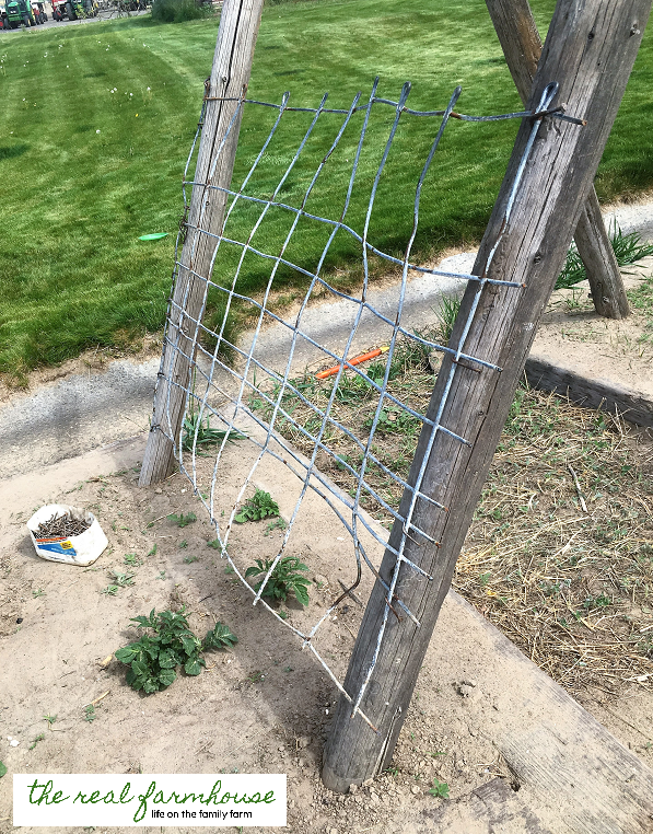 DIY cucumber trellis for FREE. complete tutorial with picture. Awesome DIY