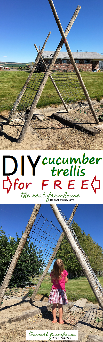 DIY rustic cucumber trellis for FREE. complete tutorial with picture. Awesome DIY