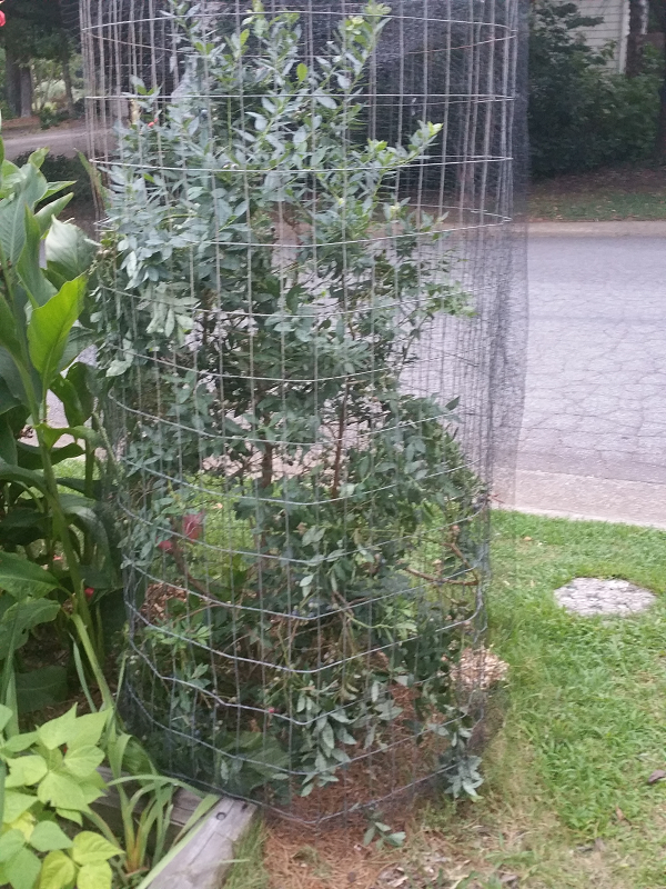 DIY blueberry cage to keep the birds off