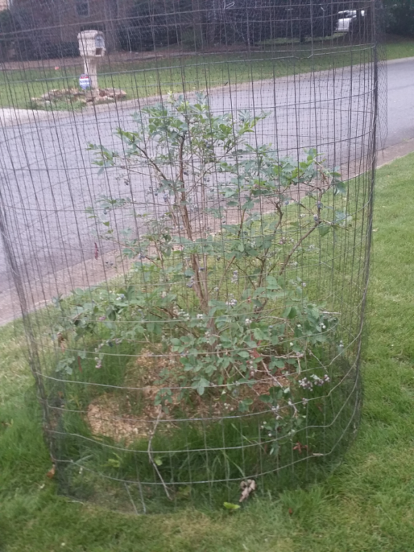 DIY blueberry cage to keep the birds off