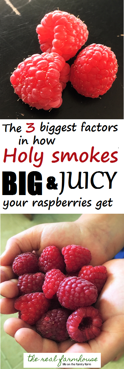 The 3 biggest factors in how big and juicy your raspberries get. Plus what things you don't need to worry about cuz they don't make any difference.