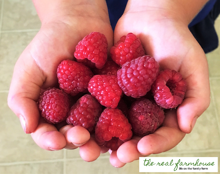 The 3 biggest factors in how big and juicy your raspberries get. Plus what things you don't need to worry about cuz they don't make any difference.