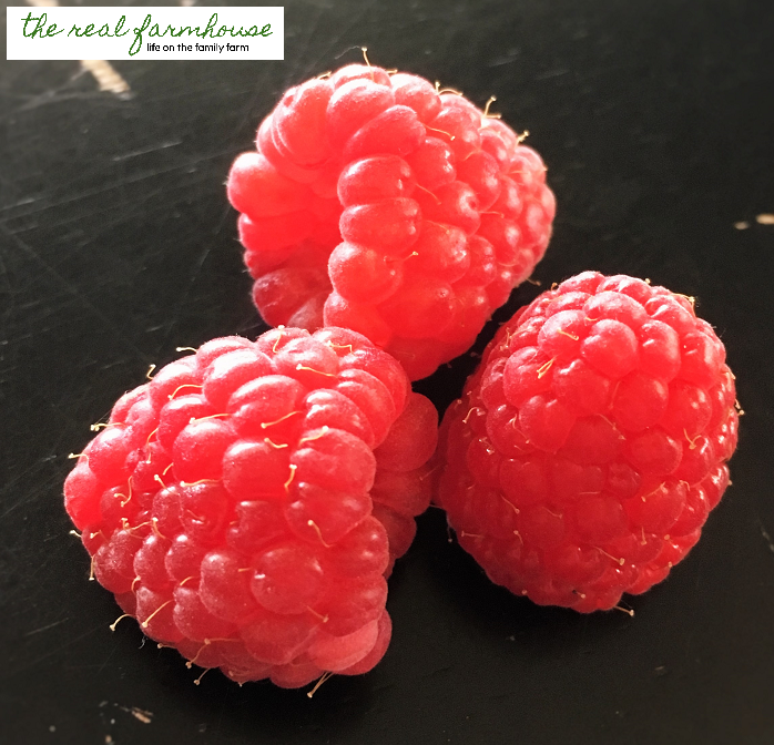 The 3 biggest factors in how big and juicy your raspberries get. Plus what things you don't need to worry about cuz they don't make any difference.