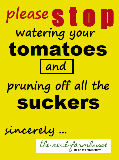 your doing it all wrong! stop hurting your tomato harvest by changing these 2 things