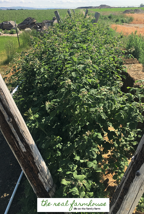 How long does it REALLY take to maintain a large garden? This one is 3000 square feet.