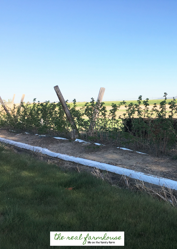 The secret to getting your raspberry plants to stay exactly where you want them to. 