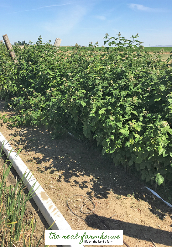 The secret to getting your raspberry plants to stay exactly where you want them to. 