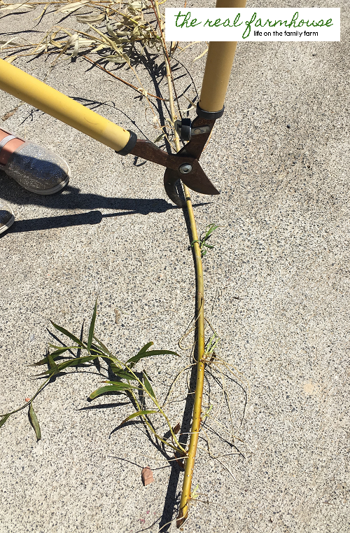 How to get unlimited shade trees for free. It is honestly easier to root weeping willows than it is to go to the nursery and buy a tree! Cut off a branch and stick it in water, that's it