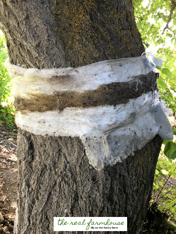¿Cómo puedo proteger orgánicamente los árboles frutales de las plagas?