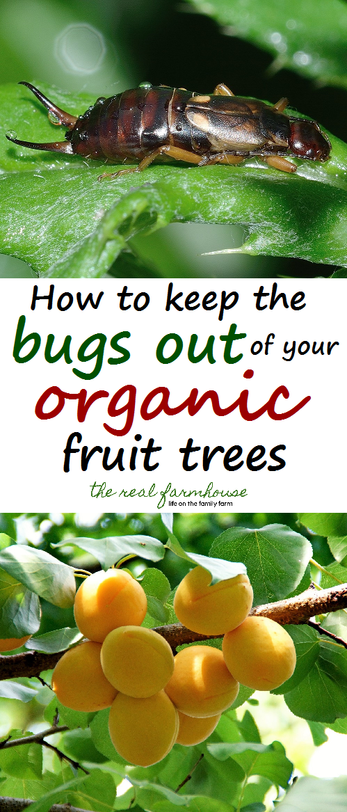 Fruit trees that dont attract insects