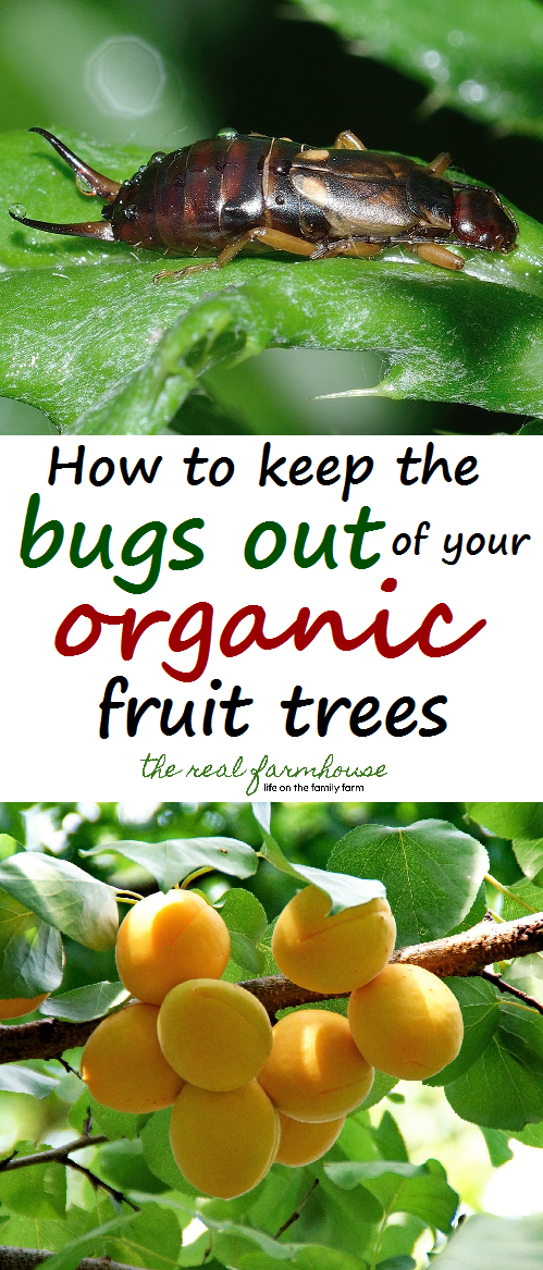 The most effective and easy way to keep the creepy crawlies out of your precious tree fruit.