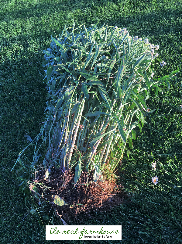 How to separate daisies. take one big plant and make it into ten little plants, then they will grow huge and you have 9 free daisies! 