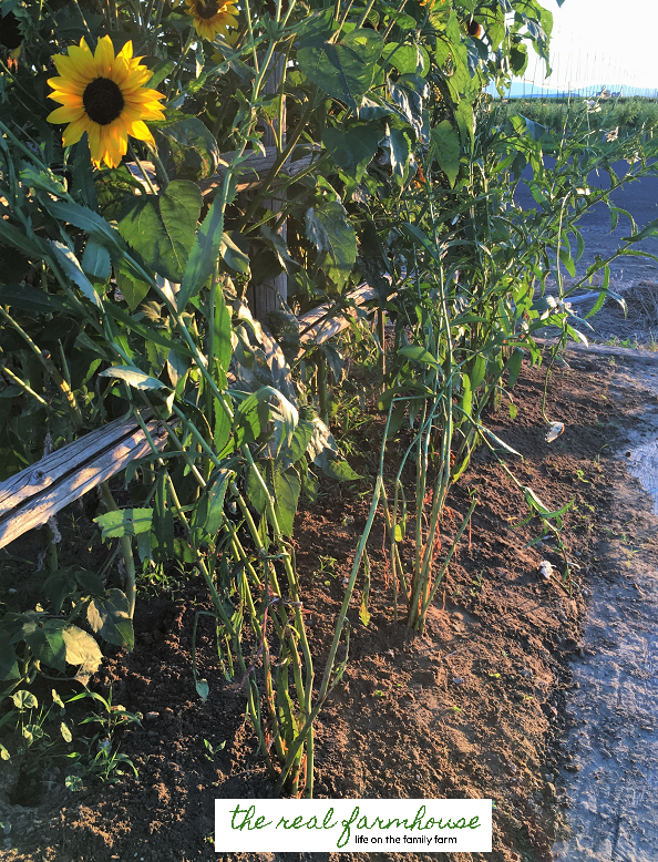 How to separate daisies. take one big plant and make it into ten little plants, then they will grow huge and you have 9 free daisies! 