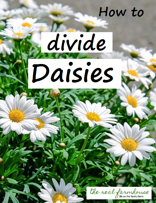 take one monster daisy plant and divide it into 20 small plants for FREE.