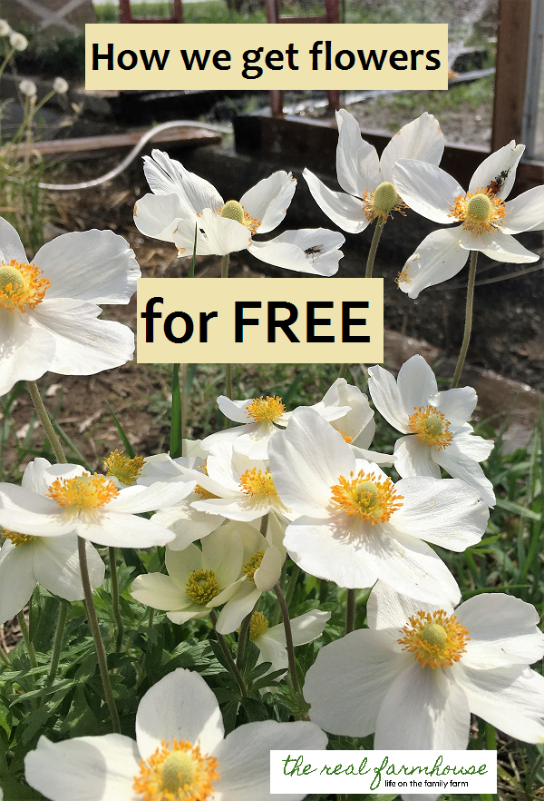 before you go spend money buying flowers at the store, read this! You can get all the plants you need to landscape your yard for FREE.