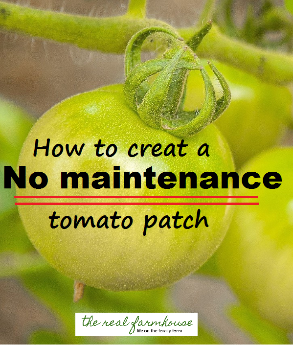 A little work up front, makes for a SUPER easy tomato growing season