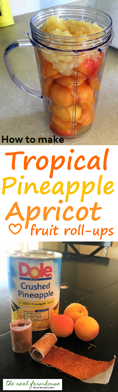 Tropical Pineapple Apricot fruit roll ups with a food dehydrator. Delicious, easy, and fun.