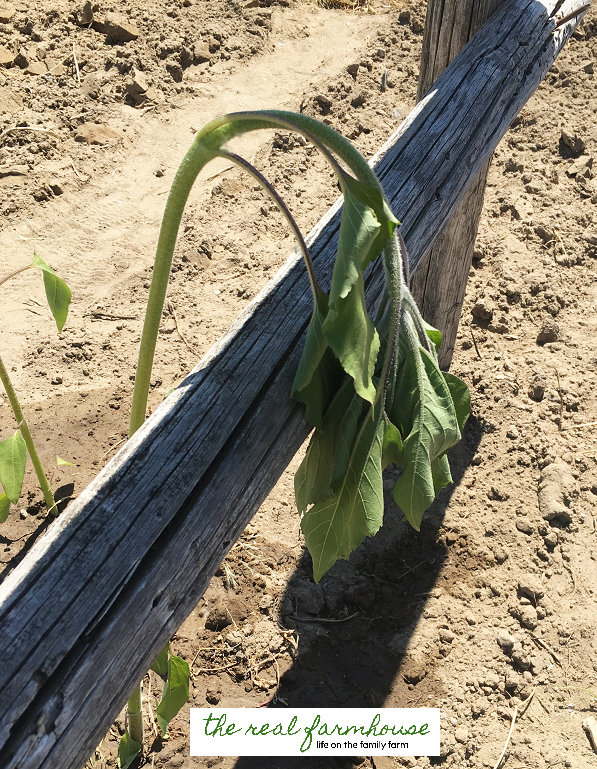 How to transplant sunflowers. don't worry, it will perk up in about a week