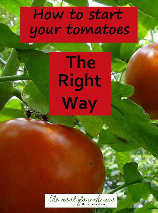 Some tips and tricks to staring your tomatoes the right way. Less watering, less weeding, and less worrying