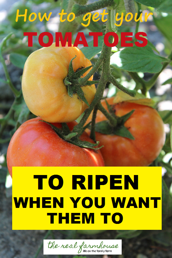 Ready for your green tomatoes to start changing? Let me show you how to get them to ripen right when you want them to