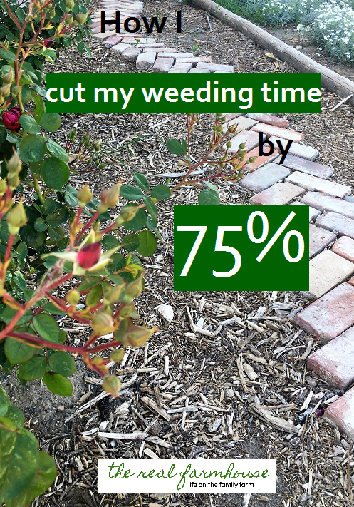 mulching this way makes it so I only have to weed my garden twice a year!