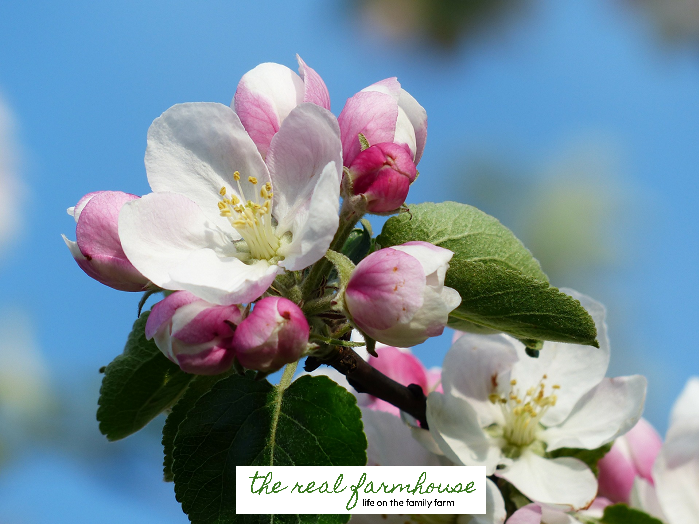 13 apple growing secrets from the pro's. These guys know how to get maximum production and bigger better apples. Here is how they do it