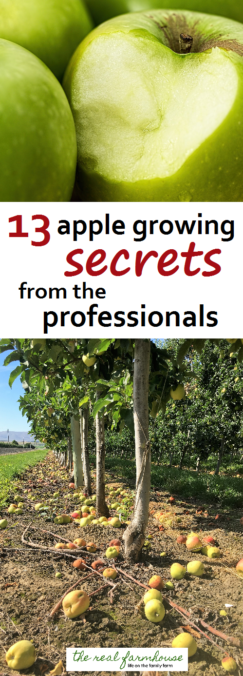 13 apple growing secrets from the pro's. These guys know how to get maximum production and bigger better apples. Here are their secrets