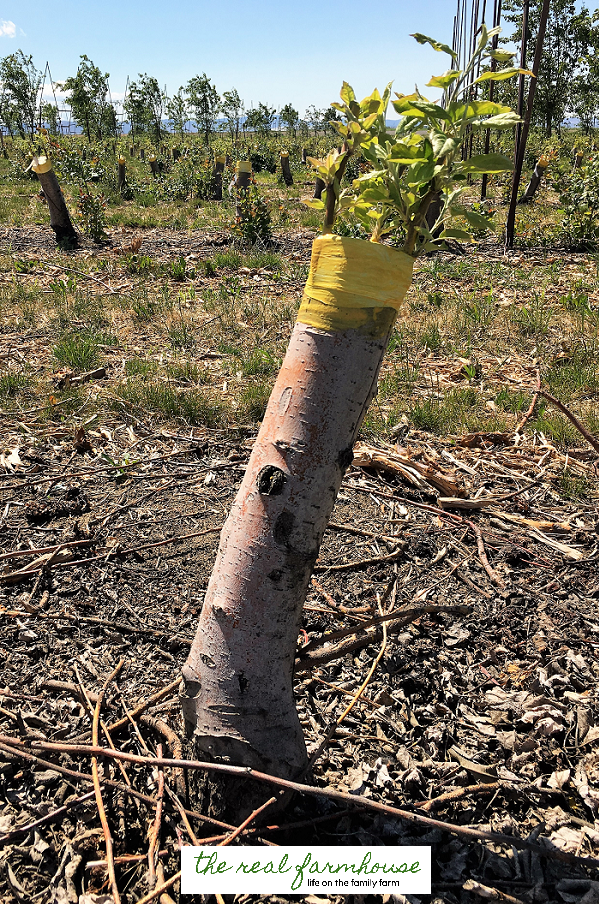 13 apple growing secrets from the pro's. These guys know how to get maximum production and bigger better apples. Here is how they do it