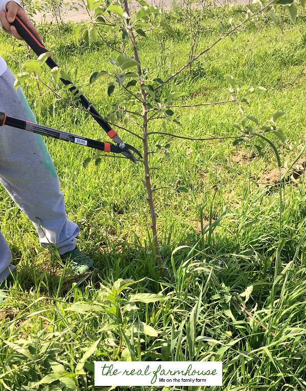 13 apple growing secrets from the pro's. These guys know how to get maximum production and bigger better apples. Here is how they do it