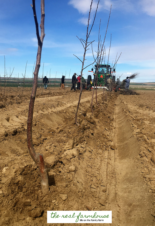 13 apple growing secrets from the pro's. These guys know how to get maximum production and bigger better apples. Here is how they do it